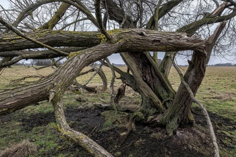 Old silver willow (Salix alba), Lower Saxony, Germany