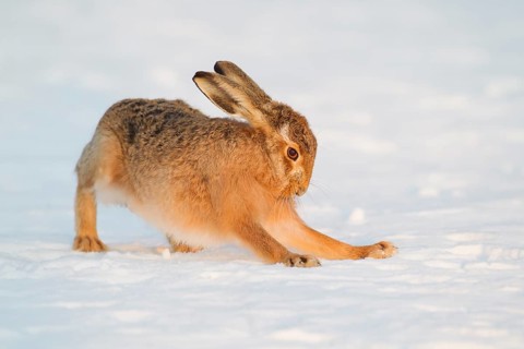 European brown hare (Lepus europaeus) adult mammal stretching on snow in winter, England, United