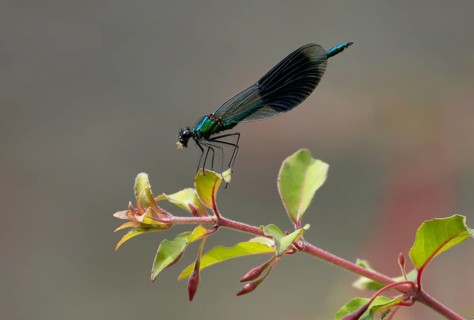 Banded demoiselle damselfly (Calopteryx splendens) adult male insect eating a small fly on a garden