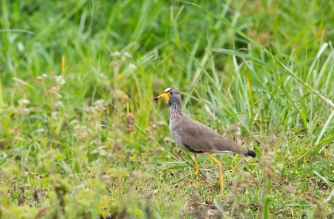 Senegal Lapwing (Vanellus senegallus), Akagera National Park or Kagera National Park, Eastern