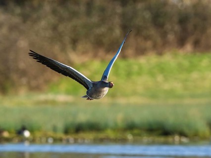Greylag Goose, Anser anser, bird in flight over winter marshes
