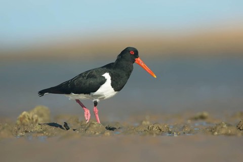 Pied Oystercatcher (Haematopus longirostris), Queensland, Australia