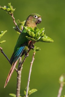 Maroon-bellied Parakeet (Pyrrhura frontalis) perched on a branch in the Atlantic rainforest of