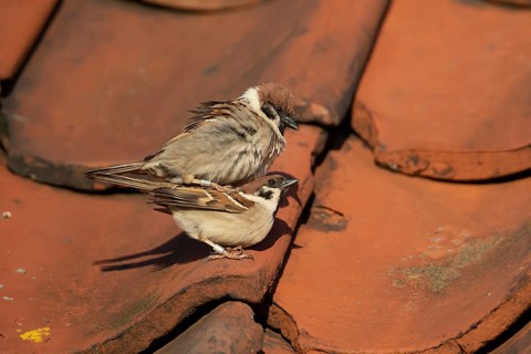 Tree sparrow (Passer montanus) adult male and female birds mating on a building roof, England,