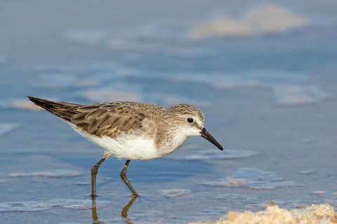 Little sandpiper, (Calidris minuta), biotope, habitat, foraging, beach, water, Israel