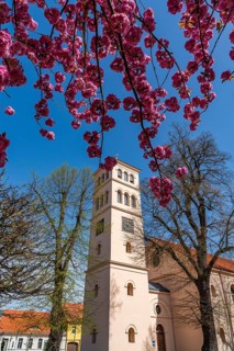 Blossoming cherry tree in front of the town church of Liebenwalde in spring, Oberhavel,