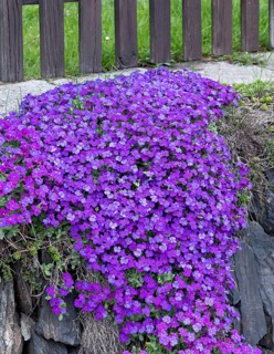 Blue cushion (Aubrieta 'Blue Emperor')