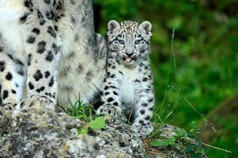 Snow leopard (Uncia uncia), young, sitting on rocks, vigilant, endangered species, captive
