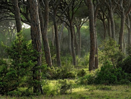 Pine forest, Pineta with dense undergrowth and filigree branches of the treetops, warm evening