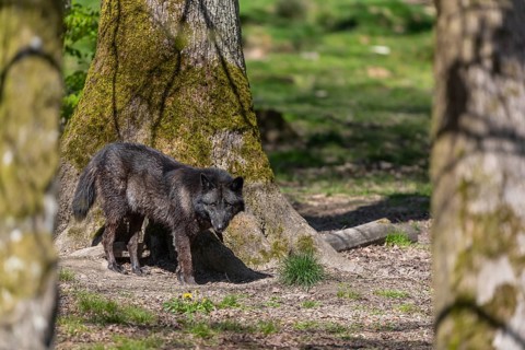One Timberwolf, Canis lupus lycaon, walking through an open forest Trees and green grass in the