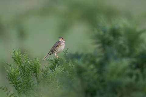 Corn Bunting - Grauammer - Miliaria calandra ssp. calandra, Hungary, adult