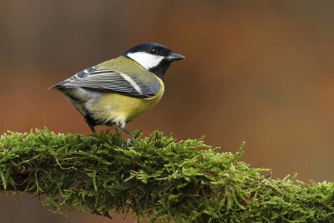 Great Tit (Parus major), Utrecht, Netherlands