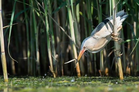 Little Bittern (Ixobrychus minutus) foraging, Bulgaria