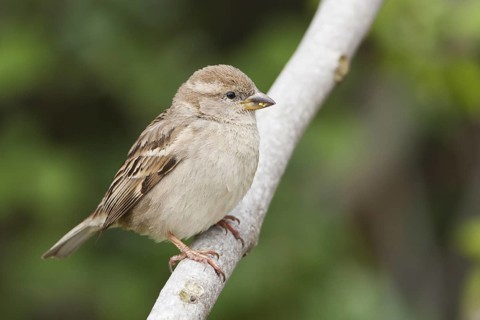 House Sparrow - Haussperling - Passer domesticus ssp. balearoibericus, adult female, Mallorca