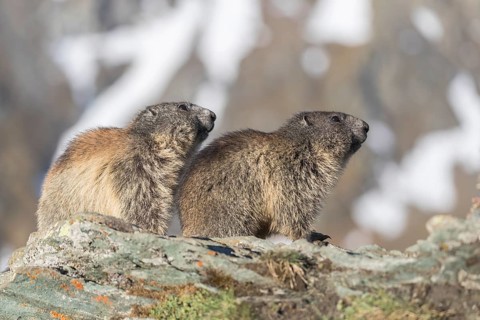 Two Alpine Marmot, Marmota marmota, standing on a rock, snowy mountains in the distant background