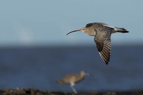 Eurasian curlew (Numenius arquata) adult wading bird in flight along a shoreline, England, United