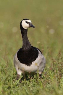 Barnacle Goose (Branta leucopsis), Bavaria, Germany