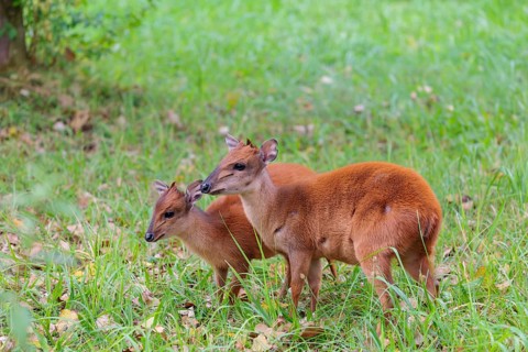 A female red forest duiker, Natal duiker or Natal red duiker (Cephalophus natalensis) stands with