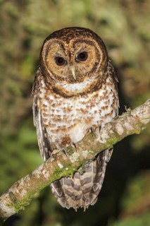 Rusty-barred Owl (Strix hylophila) perched on a branch in the Atlantic rainforest of southeast