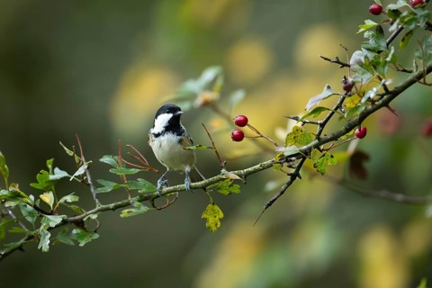 Coal tit (Periparus ater) adult bird on a Hawthorn tree branch with red berries in autumn in a