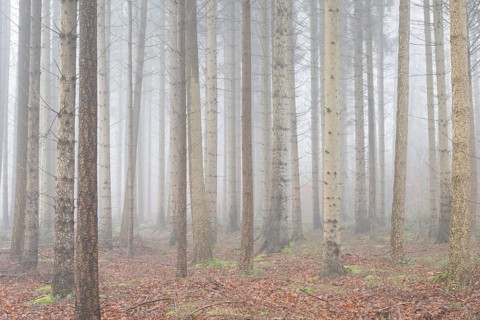 Spruce trunks (Picea abies) in the fog, Emsland, Lower Saxony, Germany