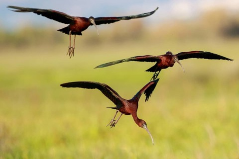 Glossy Ibis (Plegadis falcinellus) group approaching, Lesvos, Greece