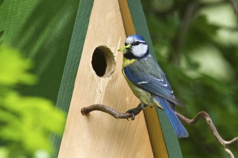 Eurasian Blue Tit (Cyanistes caeruleus) with food in beak at nest box, Mecklenburg-Western