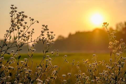 Fine weed, annual ragweed, (Erigeron annuus), sunrise, Upper Bavaria, Bavaria, Germany