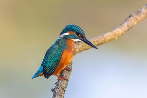 Common Kingfisher (Alcedo atthis), North-Rhine Westphalia, Germany