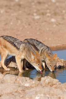 Black-backed jackals (Lupulella mesomelas), two adult animals, reflected in the water, drinking at
