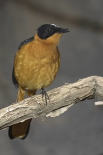 Snowy-crowned Robin-chat (Cossypha niveicapilla), California, USA