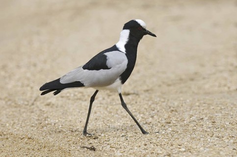 Blacksmith Lapwing (Vanellus armatus), South Africa
