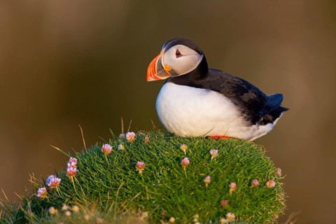 Puffin, Atlantic Puffin, (Fratercula arctica), animals, birds, alcid family, sits, rocks, Atlantic