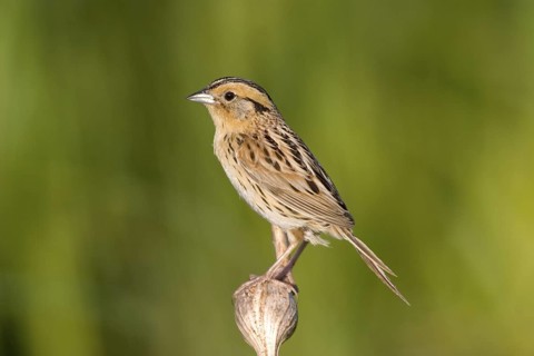Le Conte's Sparrow Ammodramus leconteii Tamarack, Aitkin County, Minnesota, United States 20 June