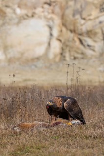 One golden eagle (Aquila chrysaetos) sitting in bright sunlight on a meadow, feeding on a dead fox