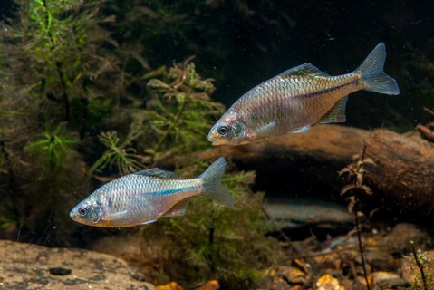 Bitterling, Rhodeus Amarus, Rhodeus Sericeus Amarus, Pisces, Fishes, Leo, Pisces