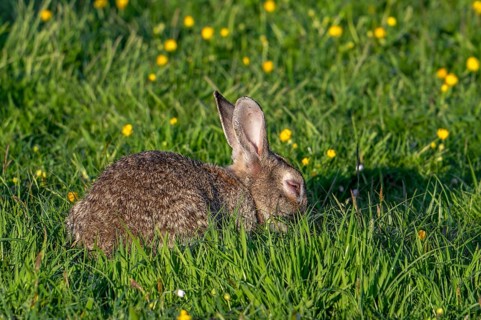 European rabbit, common rabbit (Oryctolagus cuniculus) in grassland suffering from inflammation of