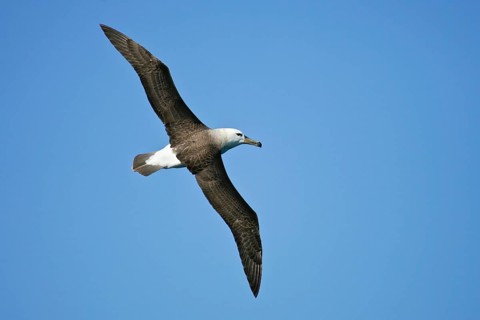 Black-browed Albatross (Thalassarche melanophris) flying, Südinsel, Neuseeland