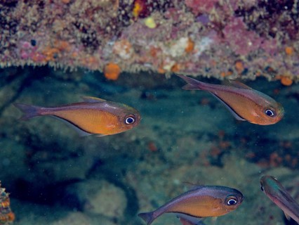 Hatchetfish (Pempheris schomburgkii)