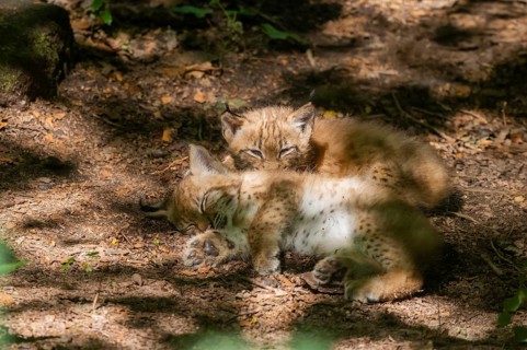 Eurasian lynx (Lynx lynx) cubs (youngster) playing in a forest, Bavaria, Germany