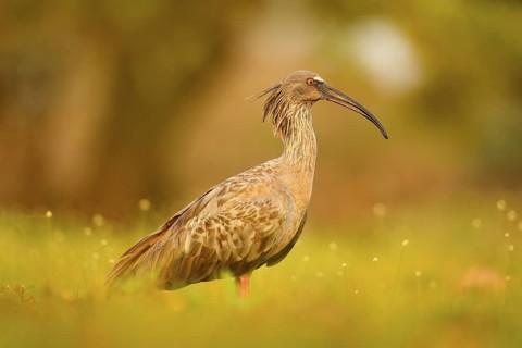 Plumbeous Ibis, Theristicus caerulescens, exotic bird in the nature habitat, bird sitting in grass