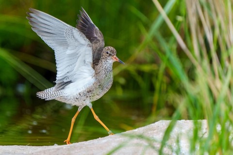 Bird with raised wings on a stone in a green natural environment, Redshank, (Tringa totanus),