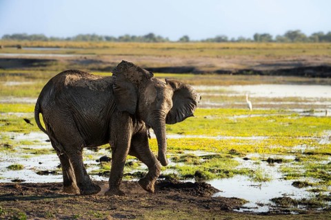 Elephant calf, c turns side ways to look funny with ears spread into the camera. Chobe National