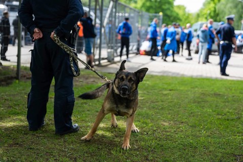 A German Shepherd police dog on a leash standing on the grass with a security officer during a