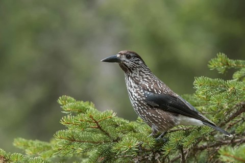 Spotted Nutcracker (Nucifraga caryocatactes), Grisons, Switzerland