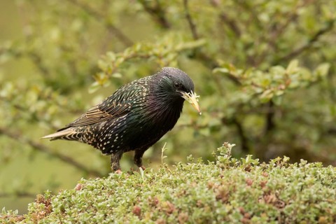 Common Starling (Sturnus vulgaris), Bavaria, Germany