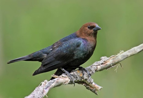 Brown-headed Cowbird (Molothrus ater), Saskatchewan, Canada