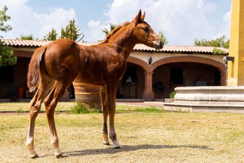A young foal stands gracefully in a sunlit courtyard, surrounded by rustic brick architecture. The
