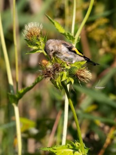 European Goldfinch, (Carduelis carduelis), juvenile bird feeding upon thistle seeds, Hesse, Germany