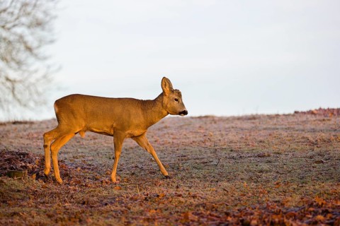 A male roe deer (Capreolus capreolus) crosses a frozen meadow before sunrise